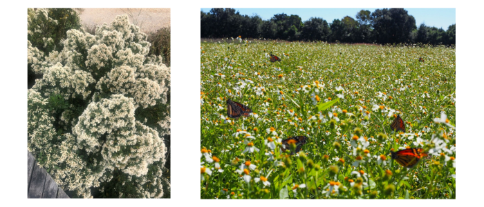 Aster flowers and Monarch Butterflies