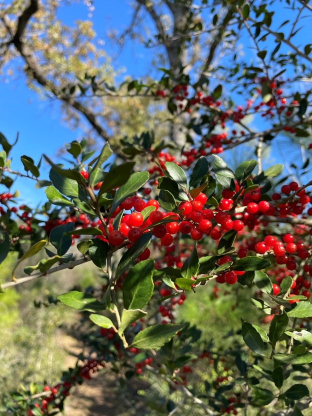 Red berrries