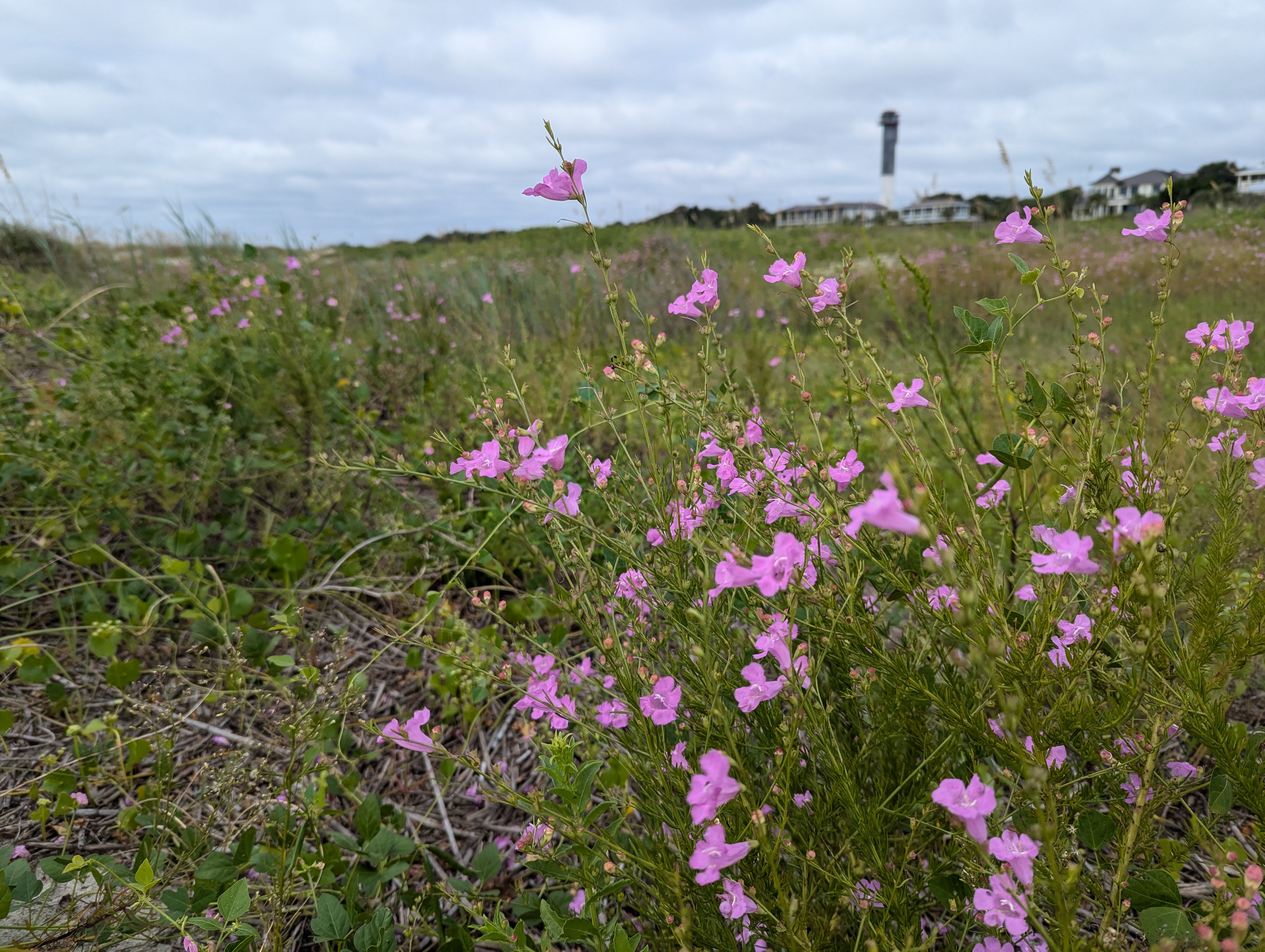 BeachFalseFoxglove