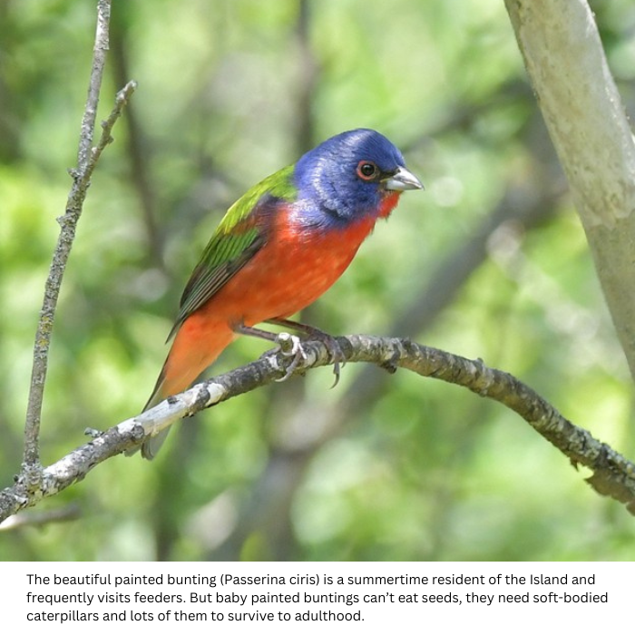 Beautiful Painted Bunting