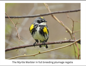 Myrtle Warbler in full breeding plumage regalia