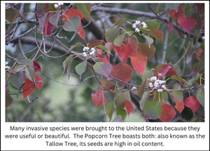 Invasive Popcorn Tree