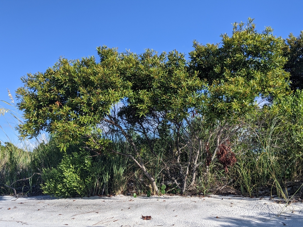 Wax Myrtle