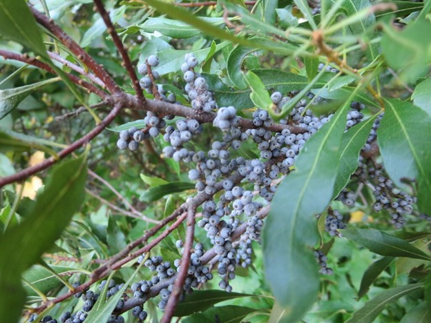 Wax myrtles are beneficial.